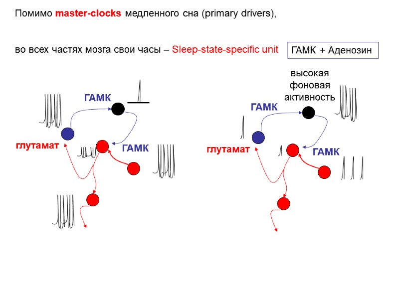 Помимо master-clocks медленного сна (primary drivers),   во всех частях мозга свои часы